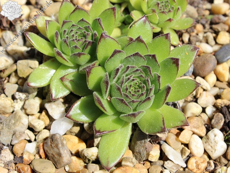 grandiflorum from Gran Paradiso