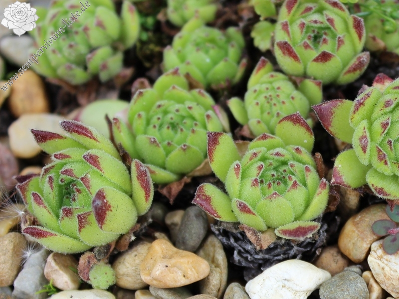 grandiflorum from Vallone di Valleille