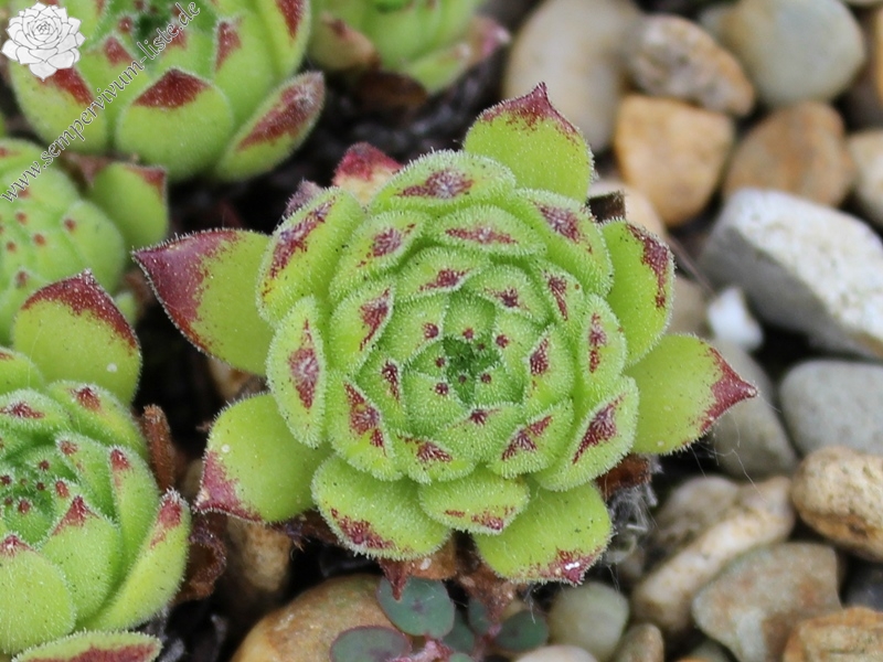 grandiflorum from Vallone di Valleille