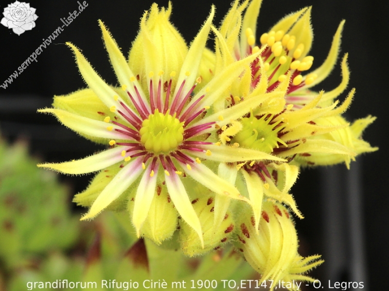 grandiflorum from Rifugio Ciriè