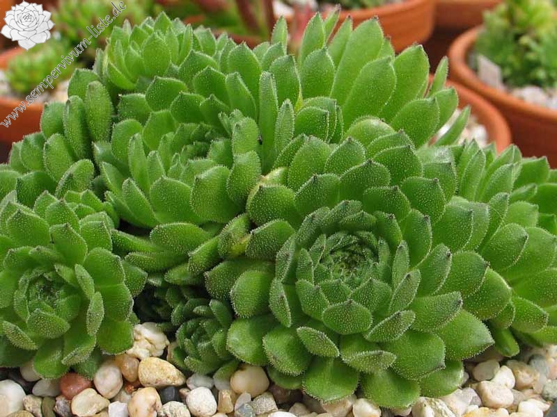 grandiflorum from Valle Locana (Typ PH 1175)