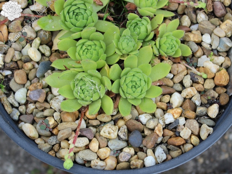 grandiflorum from Valtournenche