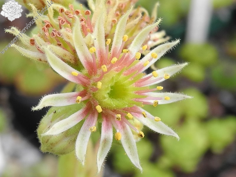 grandiflorum (gaudinii)