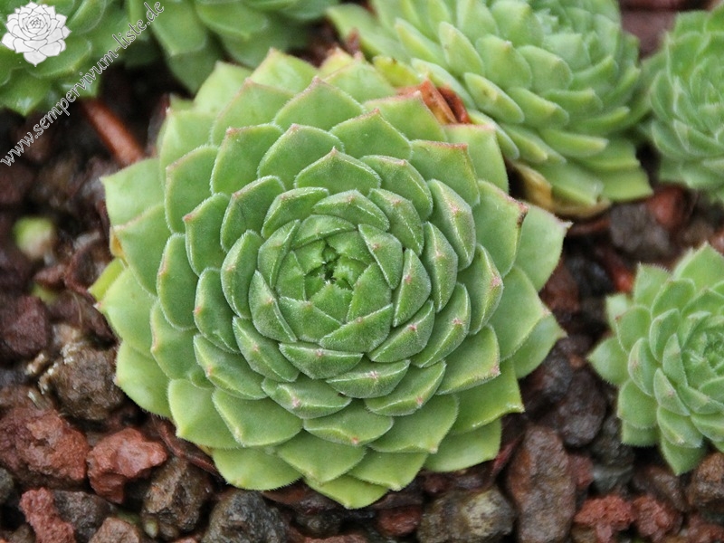 sp. from Ovit Dağı Geçidi