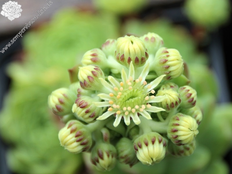 sp. from Ovit Dağı Geçidi