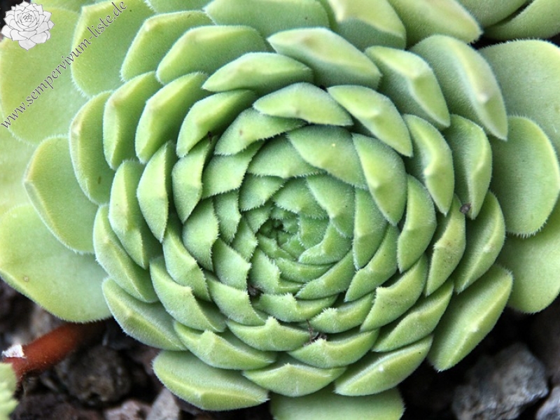 sp. from Ovit Dağı Geçidi