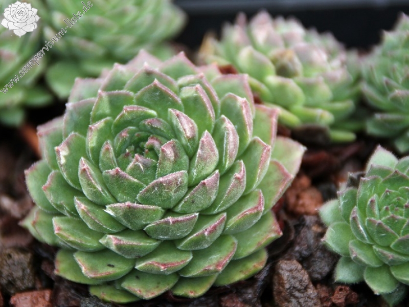 sp. from Ovit Dağı Geçidi