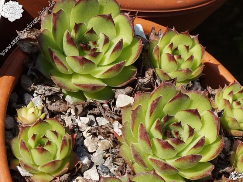 sp. from Ovit Dağı Geçidi