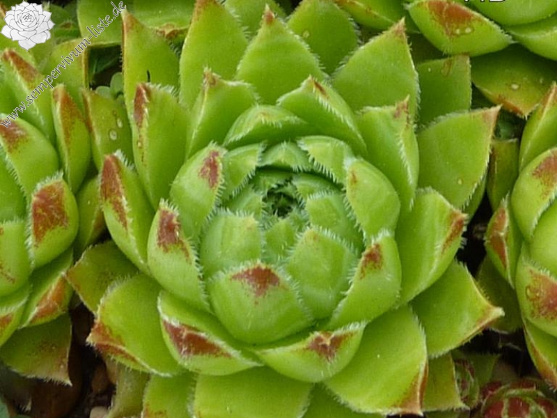 globiferum ssp. hirtum from Havrania Skala