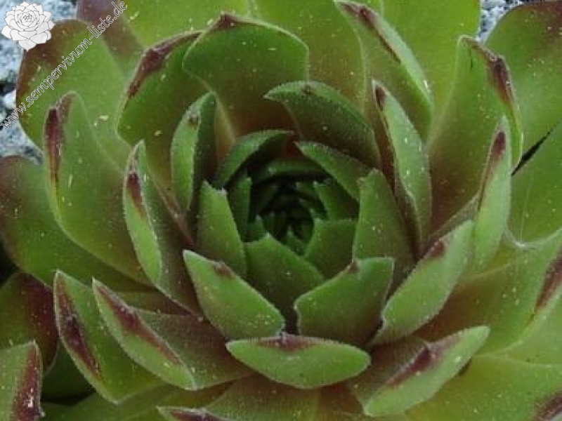 hayekii from Tomba di Matolda