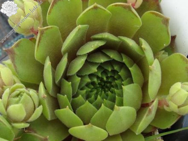 hayekii from Tomba di Matolda