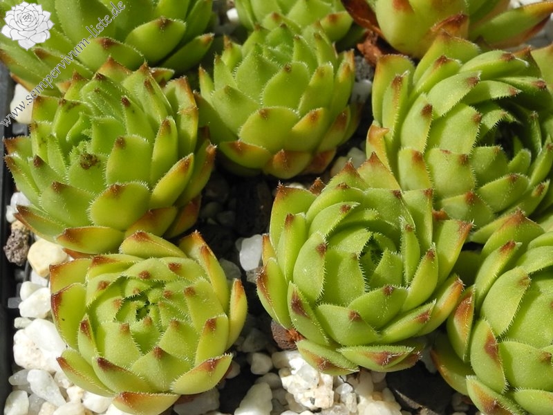 hayekii from Valle Locana No. 2 (Typ PH1184)