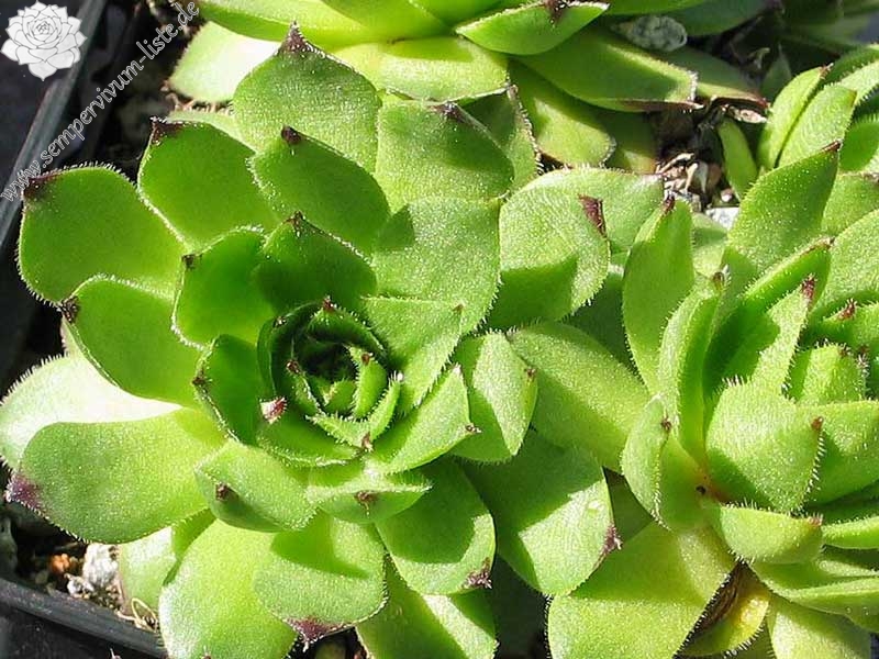 hayekii from Valle Locana No. 2 (Typ PH1184)