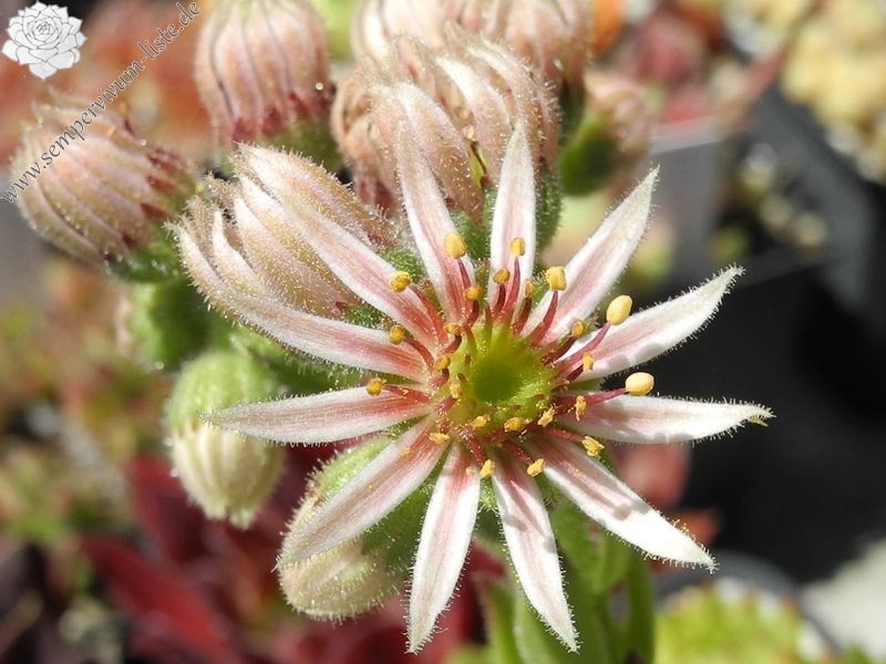 hayekii from Valle Locana No. 2 (Typ PH1184)