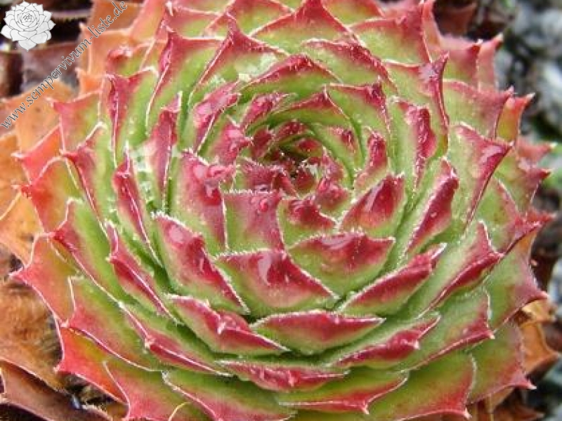 hayekii from Valle Locana