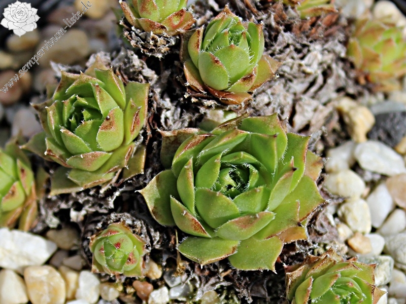 hayekii x S. arachnoideum from Valle Locana