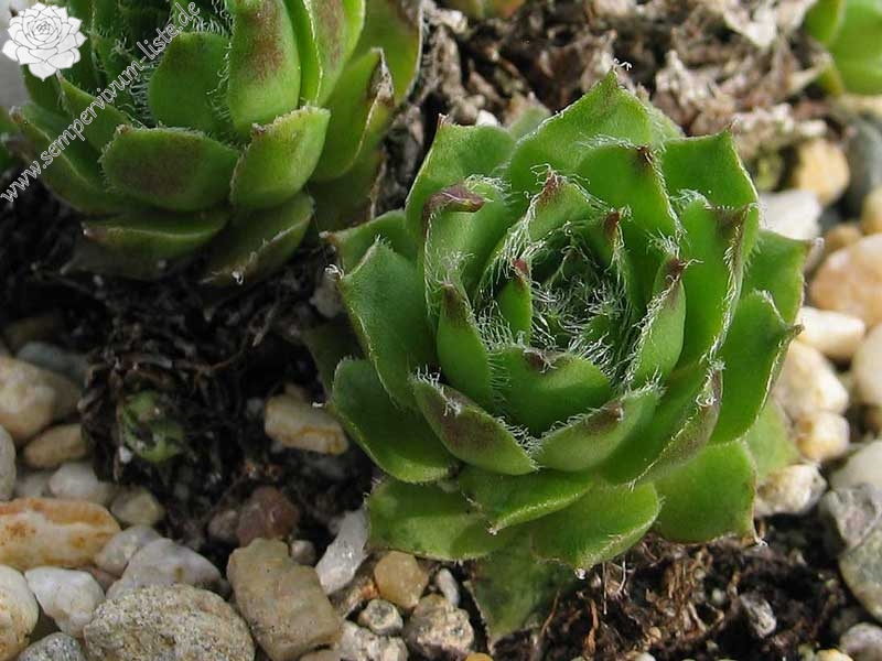 hayekii x S. arachnoideum from Valle Locana