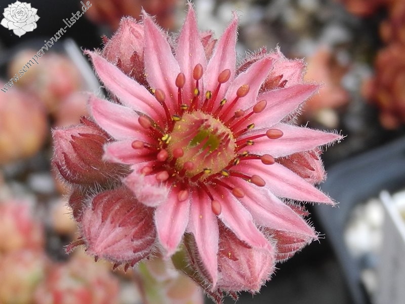 hayekii x S. arachnoideum from Valle Locana