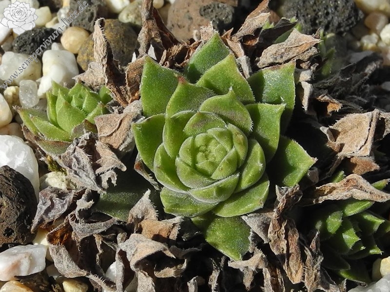 herfriedianum from Yusufeli-Sarigöl, 1350m