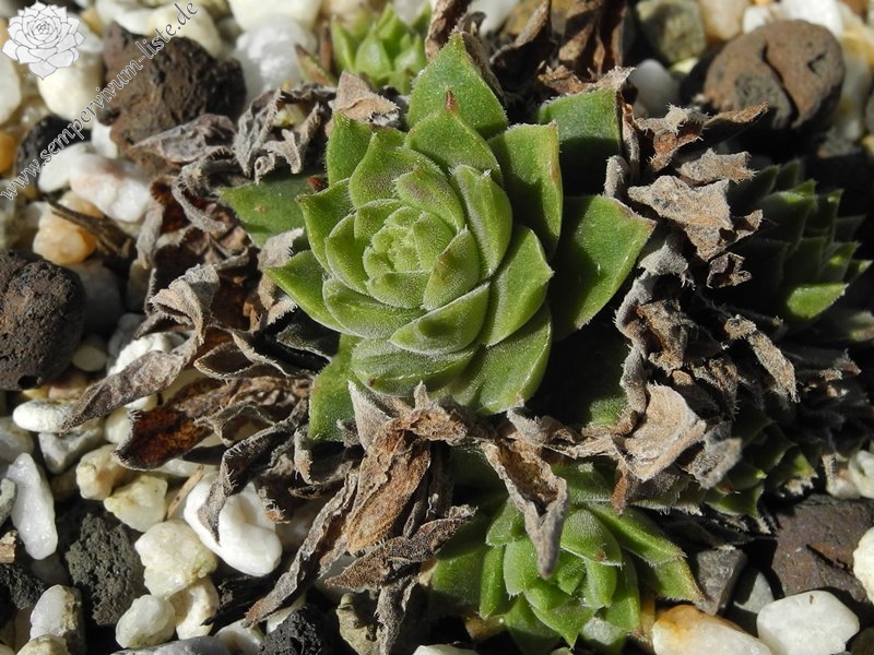 herfriedianum from Yusufeli-Sarigöl, 1350m