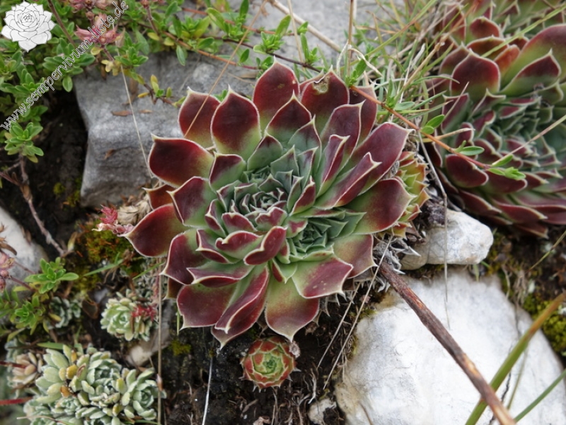 heuffelii from Durmitor NP