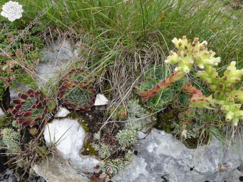 heuffelii from Durmitor NP