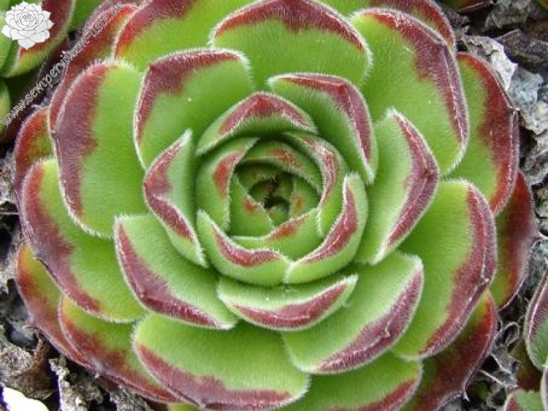 heuffelii from Rilagebirge