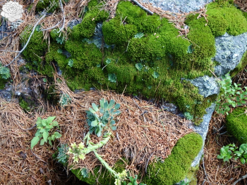 heuffelii from Hridski jezero