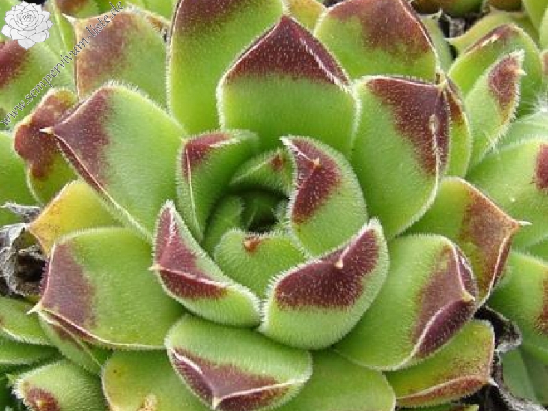 heuffelii from Pelister