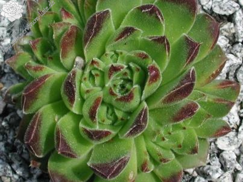 heuffelii from Pelister