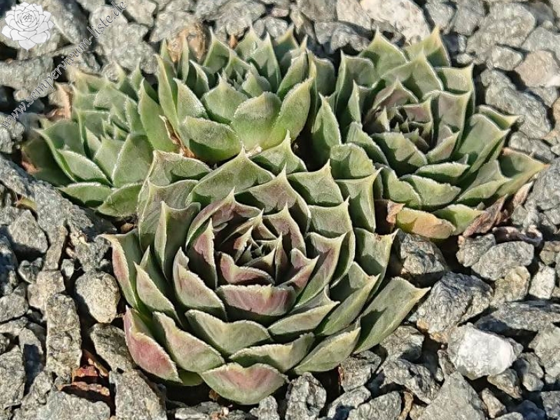 heuffelii from Partizansky Planina