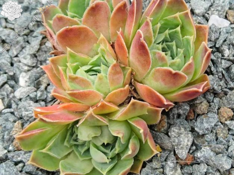 heuffelii from Partizansky Planina