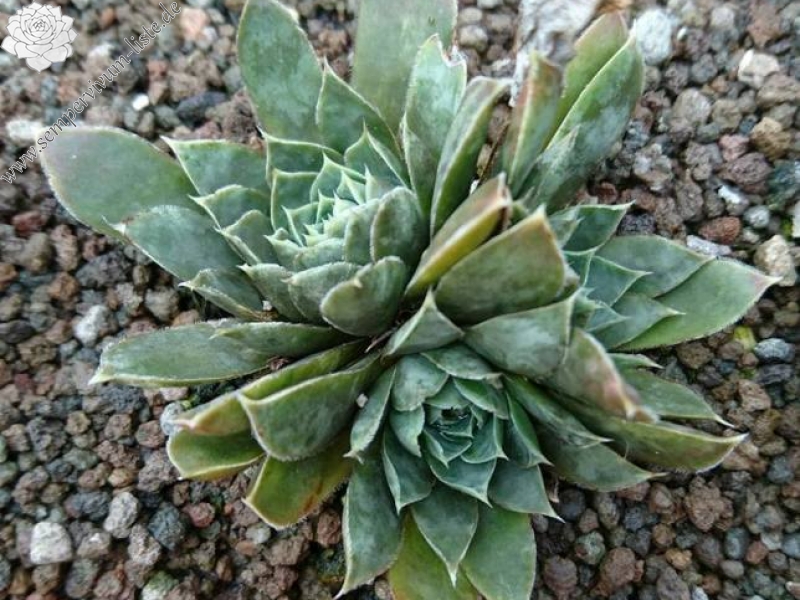 heuffelii from Partizansky Planina