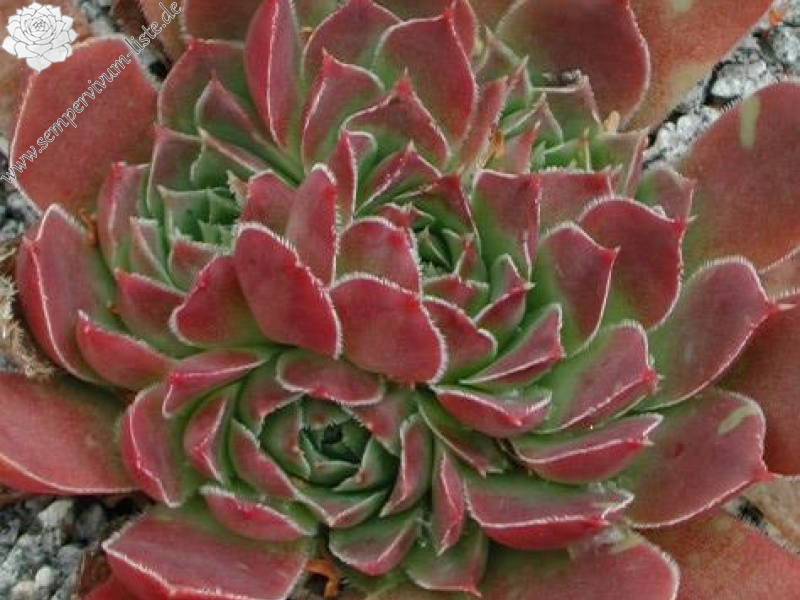 heuffelii from Rujen