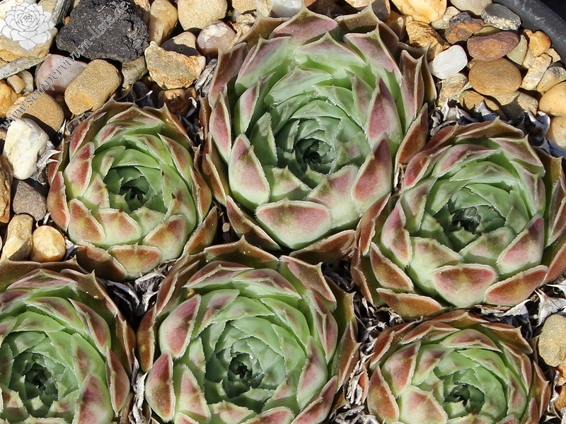 heuffelii from Skopje