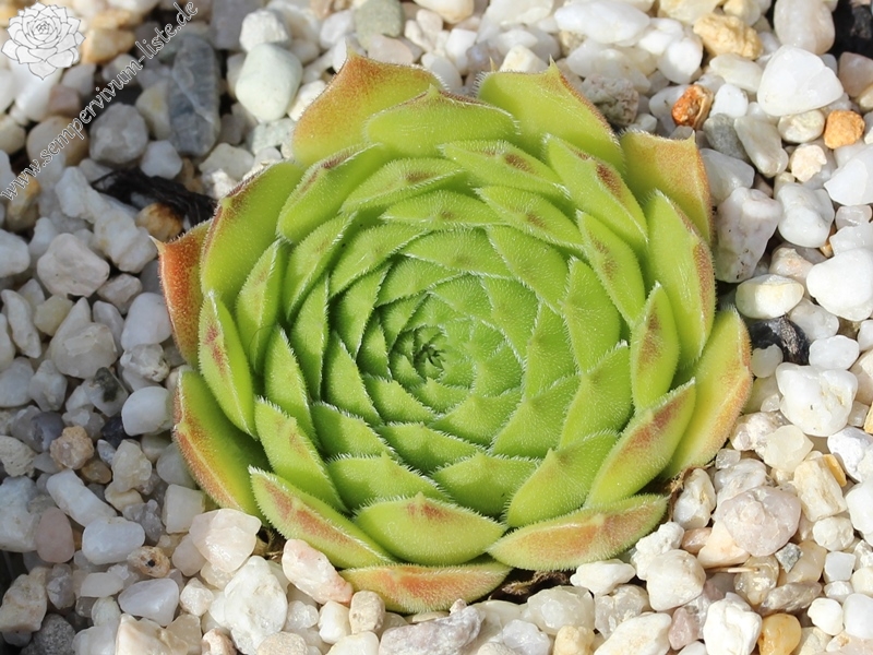 heuffelii from Stara Planina