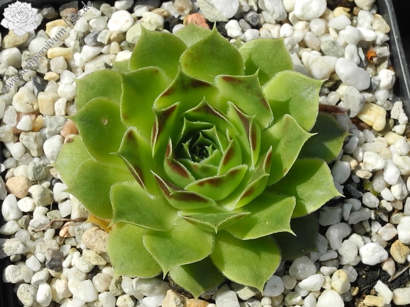 heuffelii from Radika Gorge