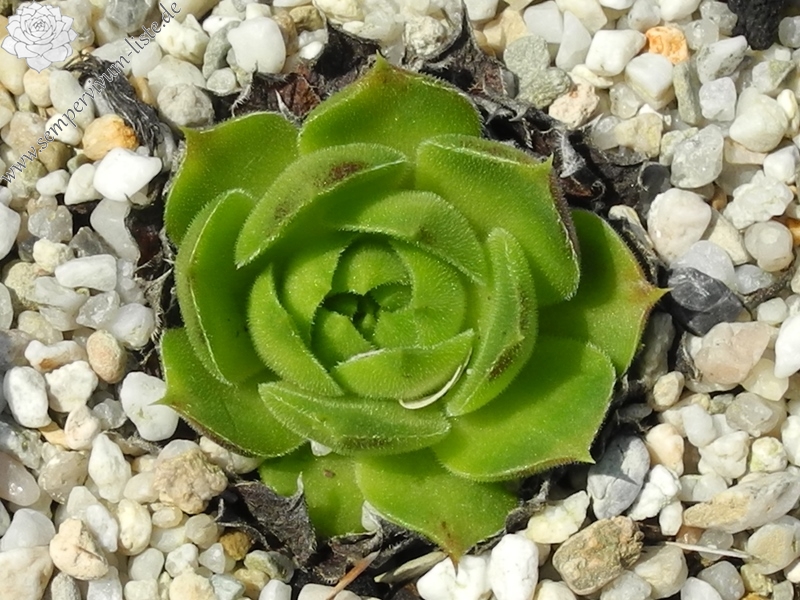 heuffelii from Stara Planina