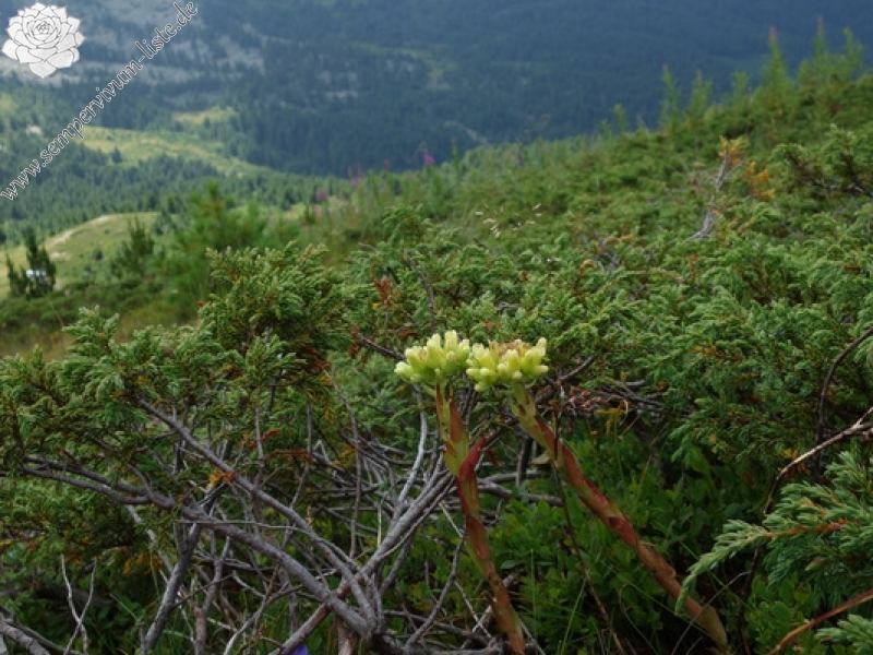 heuffelii from Hridski krš