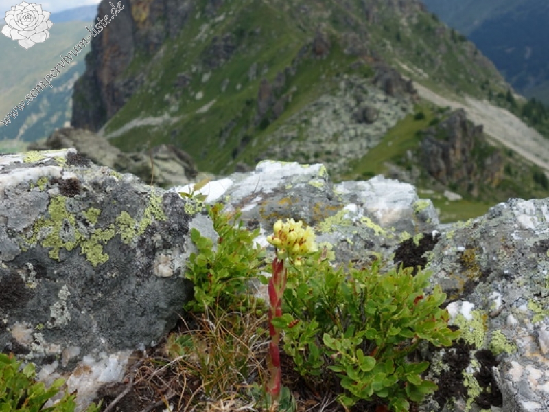 heuffelii from Hridski krš