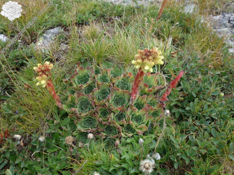 heuffelii from Hridski krš