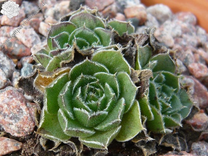 heuffelii (bulgaricum)