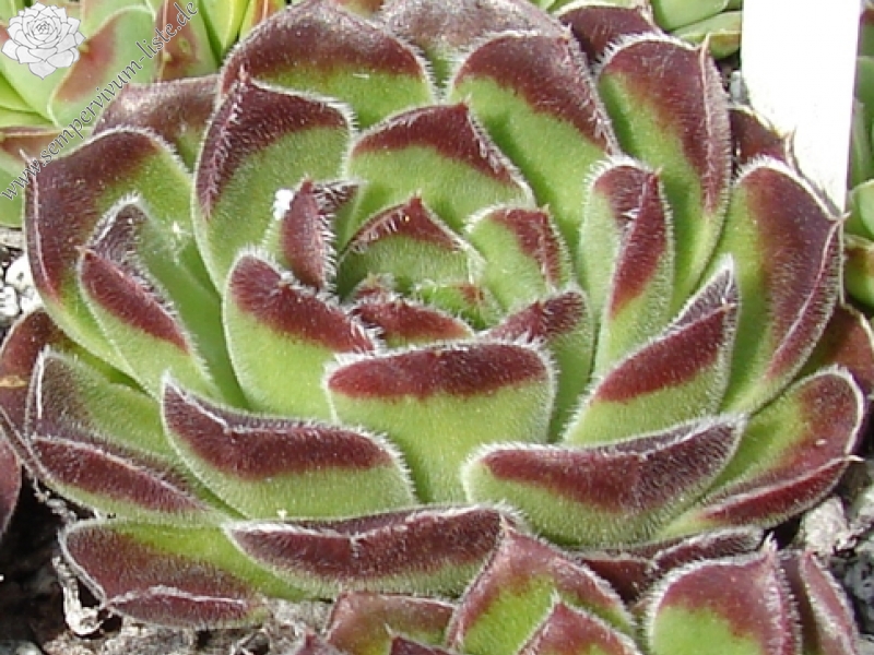 heuffelii (bulgaricum)