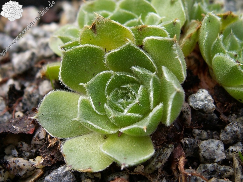 heuffelii (bulgaricum)