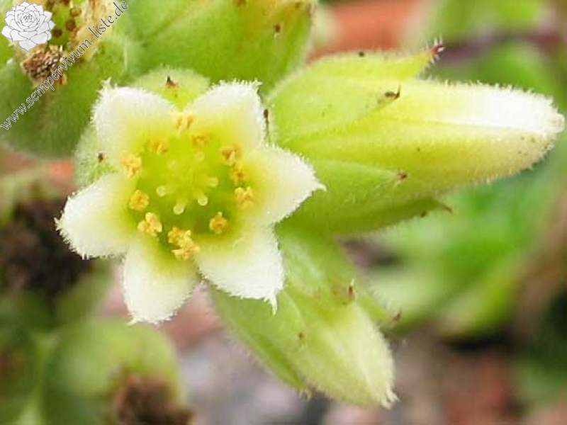 heuffelii (bulgaricum) 13