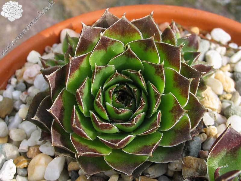 heuffelii (glabrum) from "Anthoborio"