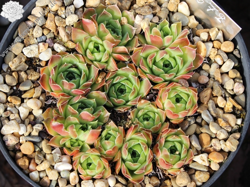 heuffelii (glabrum) from "Anthoborio"