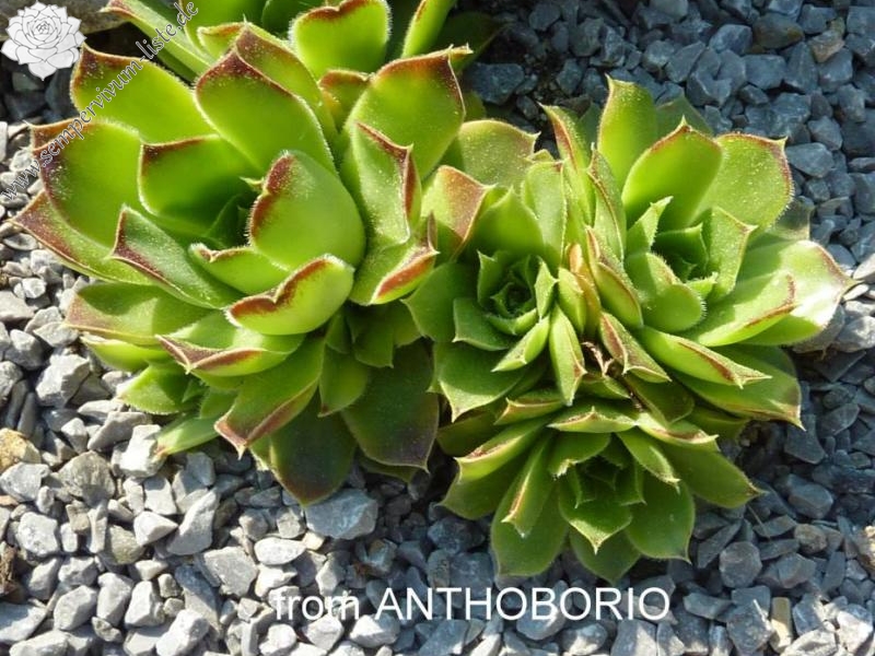 heuffelii (glabrum) from "Anthoborio"