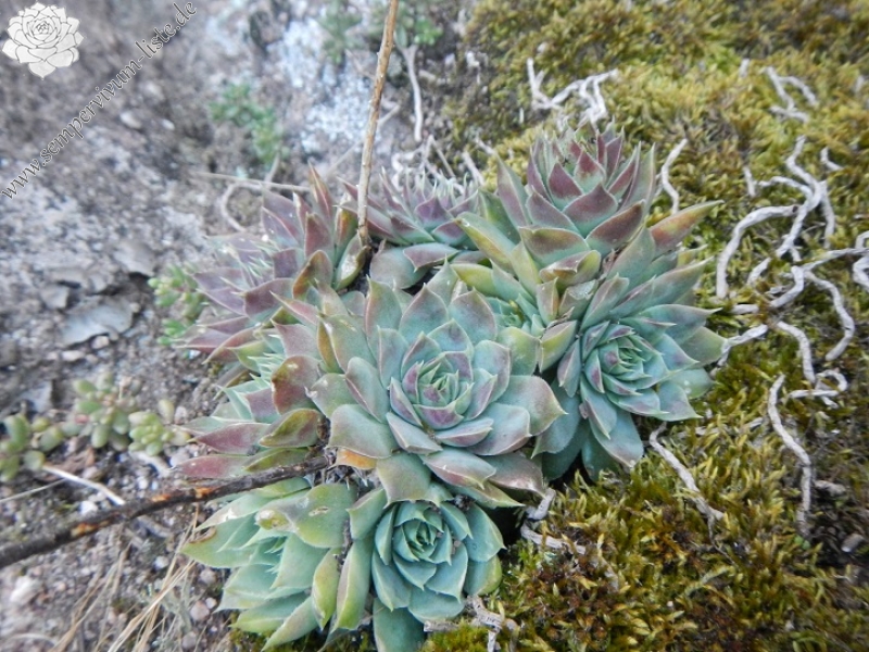heuffelii (glabrum) from Belogradčik, Festung Kaleto