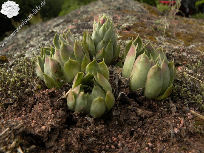 heuffelii (glabrum) from Belogradčik